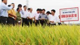 Nghiên cứu chọn tạo và phát triển giống lúa Gia Lộc 105